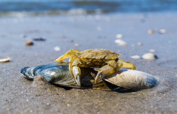 crab at the North sea
