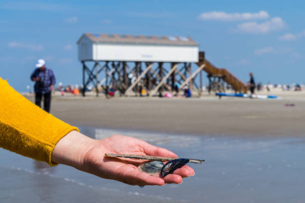 Seashell in hand North Sea in Germany