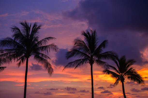 istock silhouette of coconut tree at sunset sky background. 1179972843