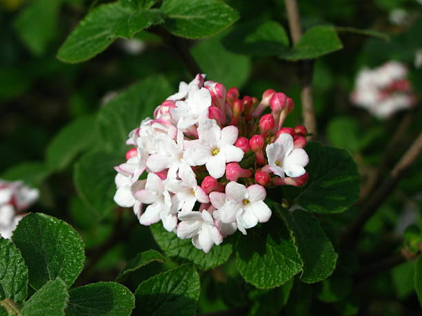 istock Korean snowball - Viburnum carlesii 117997318