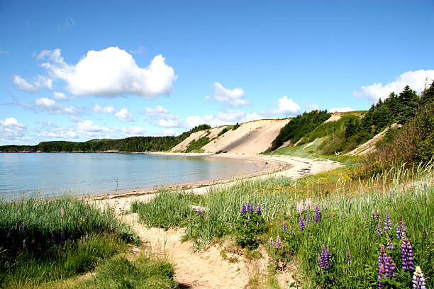 Sandy Beach in Rural Newfoundland stock photo