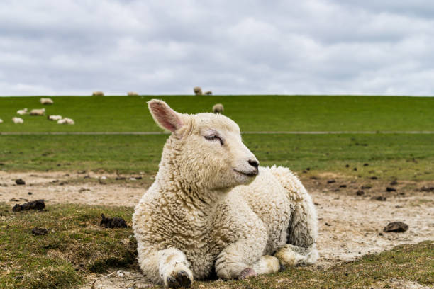 Lying young sheep, isolated on a white