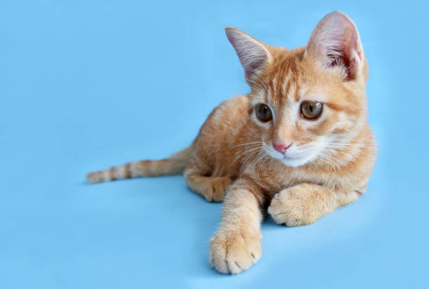 istock Red kitten angora cat playing on blue pastel background. 1179973713