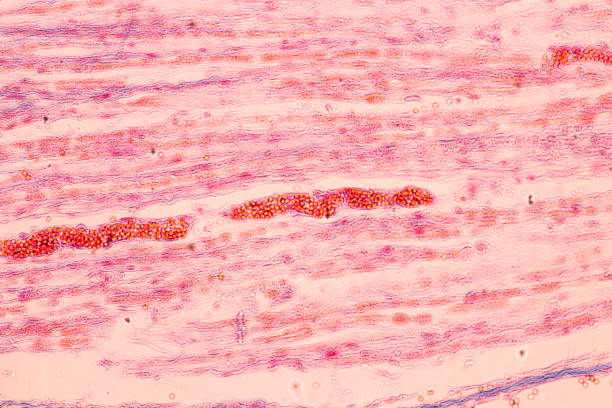 istock Education anatomy and Histological sample Touch corpuscles in skin Tissue under the microscope. 1179973841