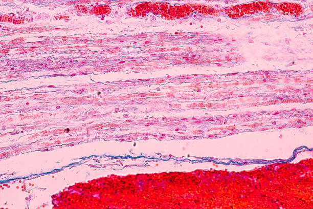 istock Education anatomy and Histological sample Touch corpuscles in skin Tissue under the microscope. 1179973852