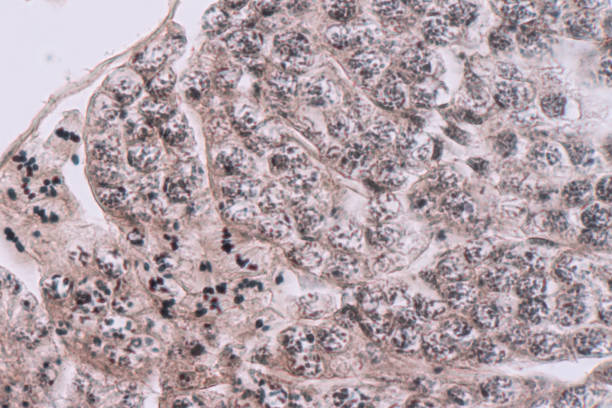 실험실에서 현미경으로 메뚜기 고환의 교육. - histology lymphatic system cell animal cell 뉴스 사진 이미지