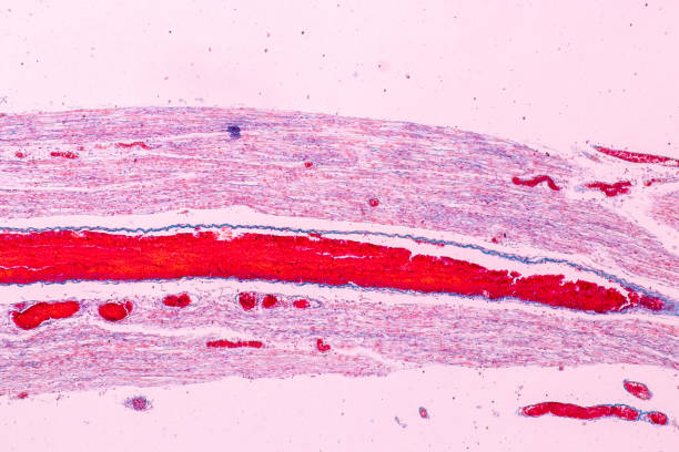 istock Education anatomy and Histological sample Touch corpuscles in skin Tissue under the microscope. 1179973870