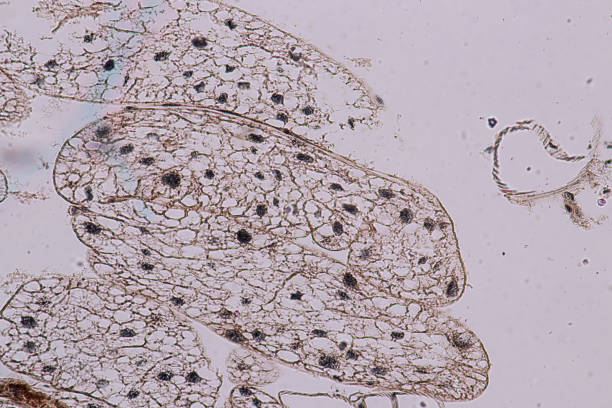 실험실에서 현미경으로 메뚜기 고환의 교육. - histology lymphatic system cell animal cell 뉴스 사진 이미지