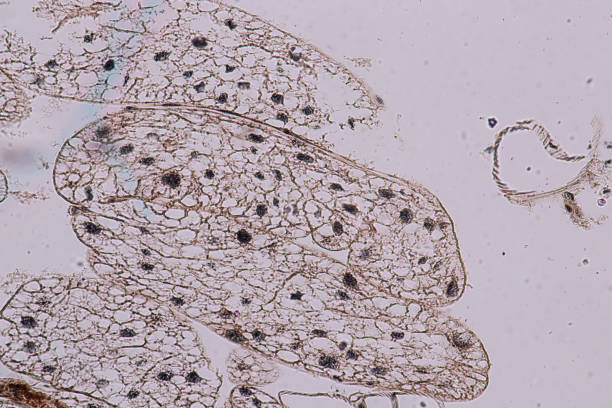 edukacja jądra konika polnego jest pod mikroskopem w lab. - histology lymphatic system cell animal cell zdjęcia i obrazy z banku zdjęć