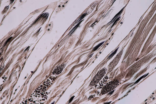 실험실에서 현미경으로 메뚜기 고환의 교육. - histology lymphatic system cell animal cell 뉴스 사진 이미지