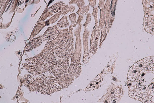 la educación de los testículos de grasshopper está bajo el microscopio en lab. - histology lymphatic system cell animal cell fotografías e imágenes de stock