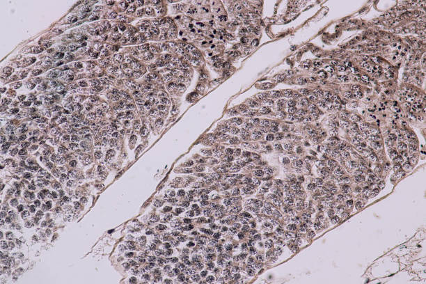 la educación de los testículos de grasshopper está bajo el microscopio en lab. - histology lymphatic system cell animal cell fotografías e imágenes de stock