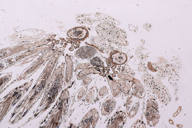 la educación de los testículos de grasshopper está bajo el microscopio en lab. - histology lymphatic system cell animal cell fotografías e imágenes de stock