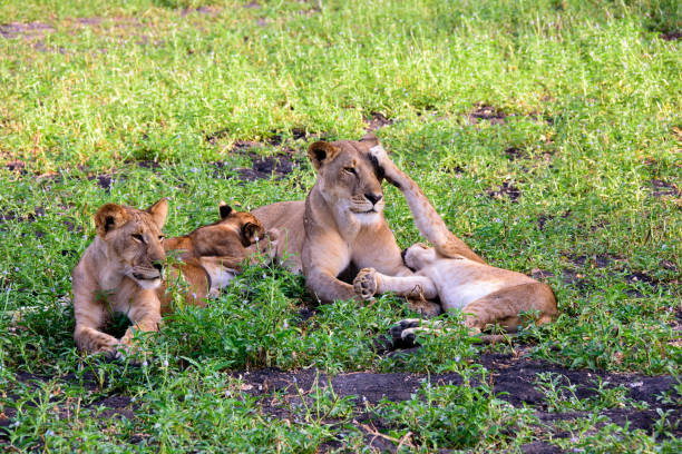 Lioness with her close  family stock photo