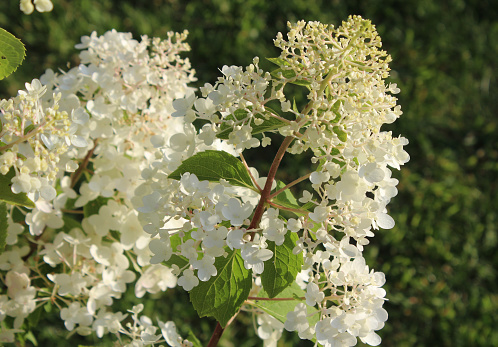 Hydrangea paniculata 'Silver Dollar', White Flowers