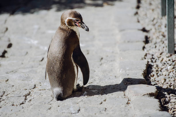 istock The penguin stands and looks straight 1179974190