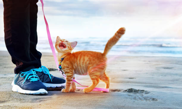 istock Red kitten angora cat playing on the beach. 1179974243