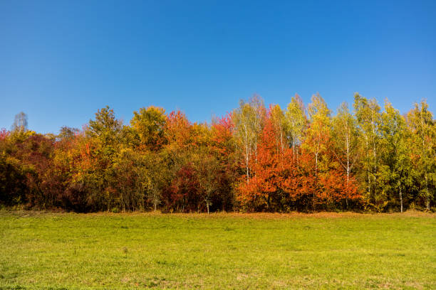 istock Panorama Colorful Autumn Forest Banner 1179974977