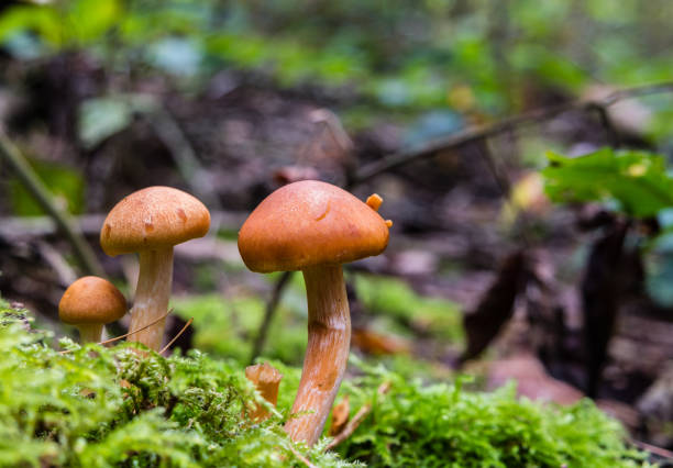 istock Mini mushrooms in the forest 1179975199