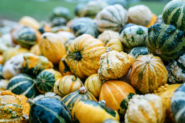 istock Different varieties of pumpkins and squashes. 1179975426