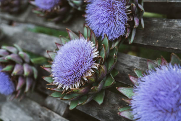 Artichokes flowers attached to the wooden pallet.