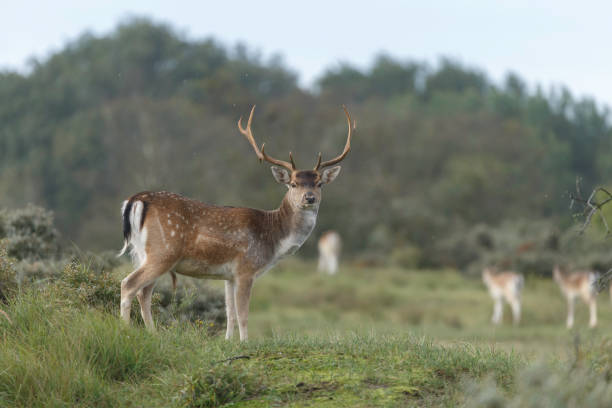 istock Fallow deer during mating season at autumn. 1179975466