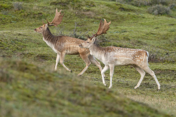 istock Fallow deer during mating season at autumn. 1179975492