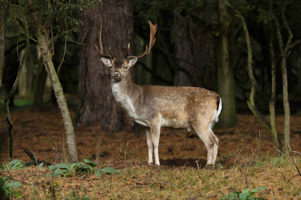 istock Fallow deer during mating season at autumn. 1179975549