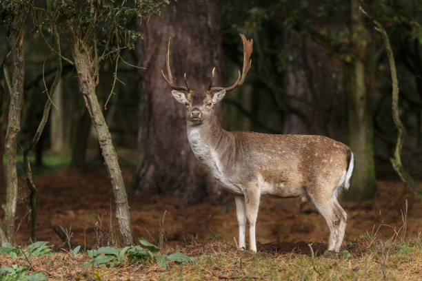 istock Fallow deer during mating season at autumn. 1179975567