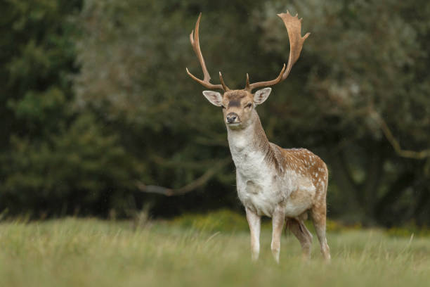 istock Fallow deer during mating season at autumn. 1179975595