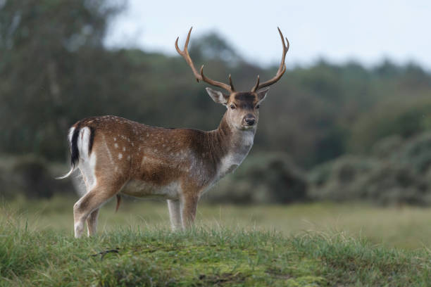 istock Fallow deer during mating season at autumn. 1179975618