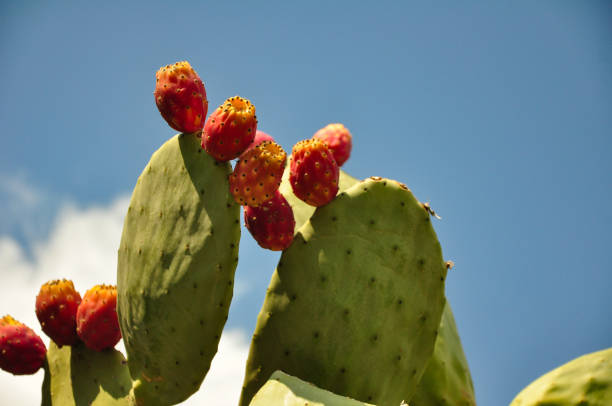 frucht von kaktus, opuntia, , stachelige birnen, cholla - prickly pear fruit cactus prickly pear cactus yellow stock-fotos und bilder