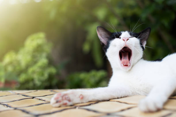A close-up shot of a yawning sleepy white cat on the window sill.