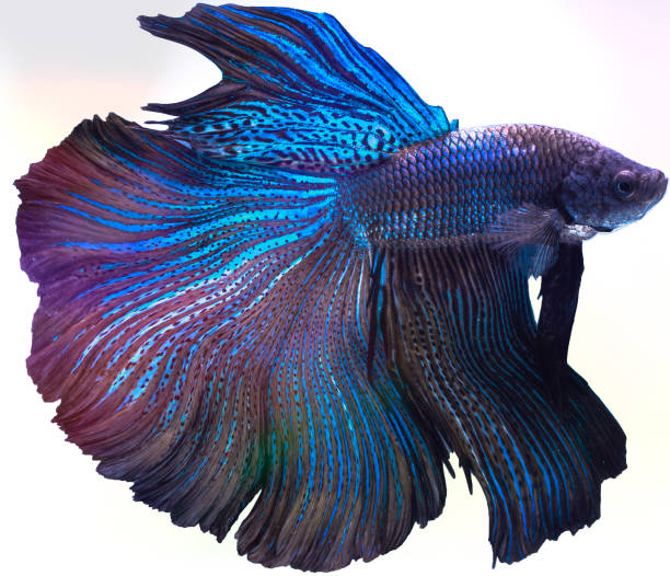 close up art movement of betta fish  siamese fighting fish isolated on black background.fine art design concept. - siamese fighting fish fish tank tropical climate fish imagens e fotografias de stock