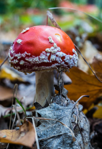 istock Red fly agaric grows in the nature 1179975838