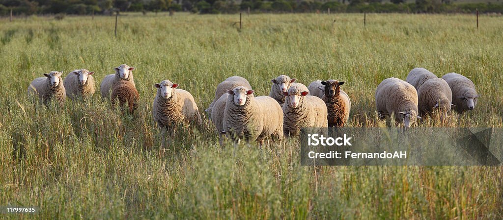 羊の群 - メリノ羊のロイヤリティフリーストックフォト