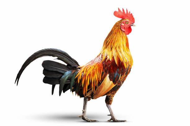 istock Colorful rooster isolated on white background with clipping path 1179976918