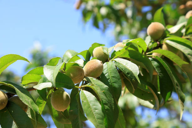 istock wild peach on the branch 1179977236