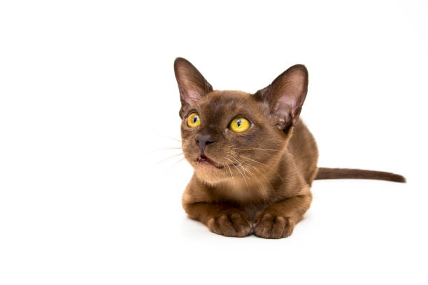 istock Burmese cat. Cute playful chocolate-colored kitten. On white background. 1179978622