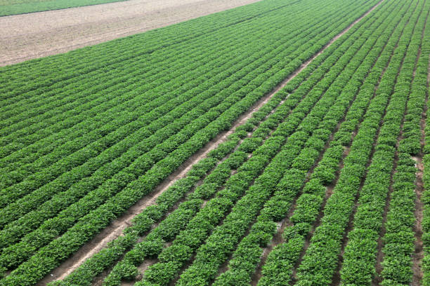 istock Peanut Plants in the Farmland 1179978817