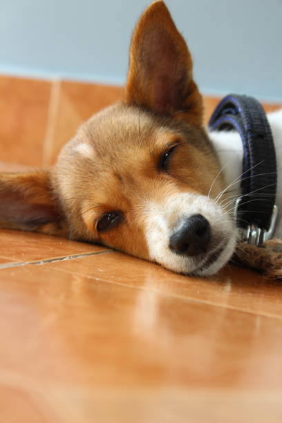 istock pet dog sitting,lying,sleeping on the home 1179979740