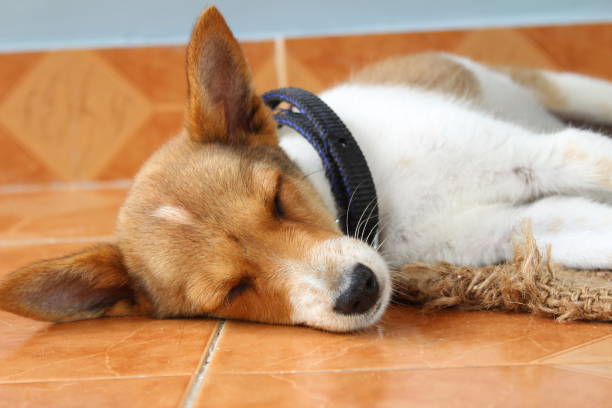 istock pet dog sitting,lying,sleeping on the home 1179979794