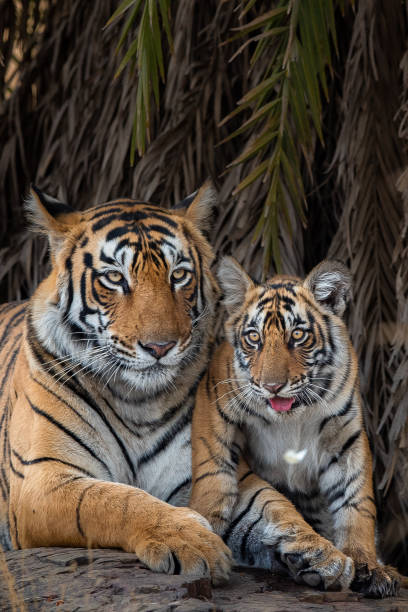 tygrys matka z jej cub - rezerwat przyrody zdjęcia i obrazy z banku zdjęć