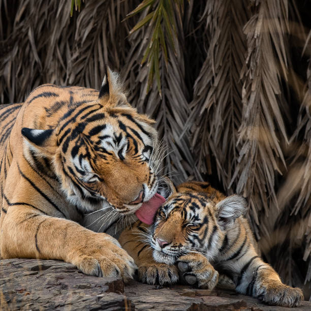 madre tigre con il suo cucciolo - tiger india ranthambore national park undomesticated cat foto e immagini stock