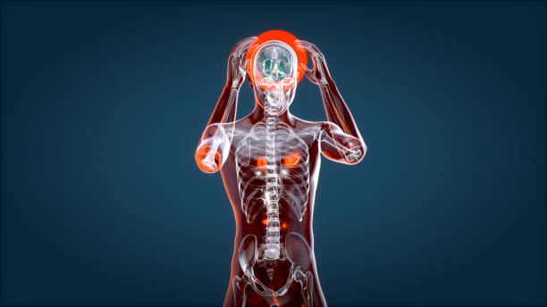 istock Human and brain xray, human anatomy, 3D Illustration 1179980354