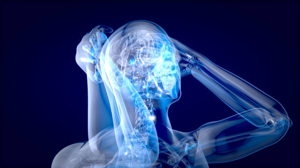istock Human and brain xray, human anatomy, 3D Illustration 1179980390