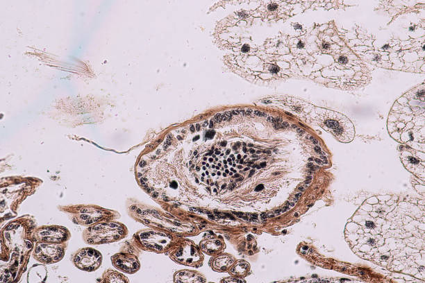 la educación de los testículos de grasshopper está bajo el microscopio en lab. - histology lymphatic system cell animal cell fotografías e imágenes de stock