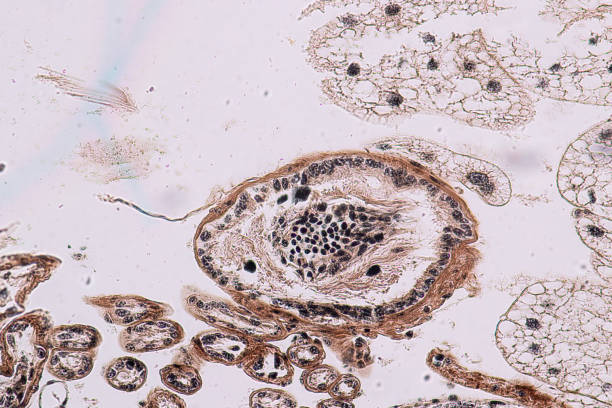 edukacja jądra konika polnego jest pod mikroskopem w lab. - histology lymphatic system cell animal cell zdjęcia i obrazy z banku zdjęć