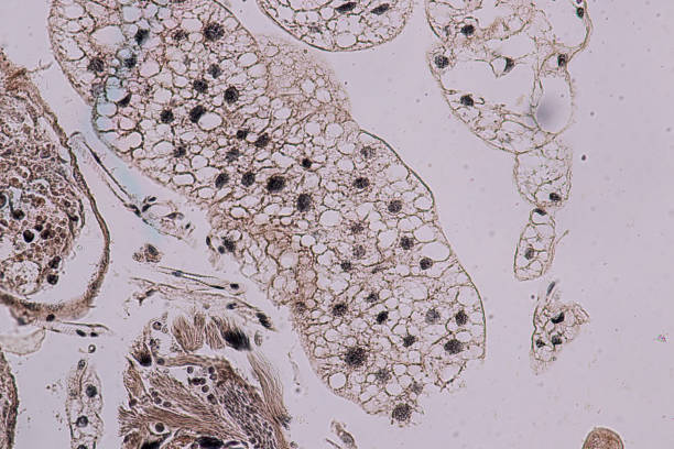 la educación de los testículos de grasshopper está bajo el microscopio en lab. - histology lymphatic system cell animal cell fotografías e imágenes de stock