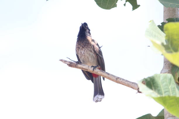 istock Red Vented Bulbul bird sitting on the tree 1179983940